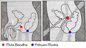Viața Muladhara. Anatomia Energiei. Cum să deblochezi chakra Muladhara prin meditație