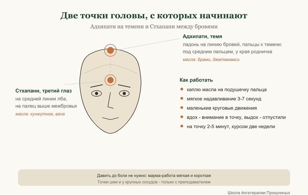 Схема: марма-точки Адхипати на темени и Стхапани между бровями