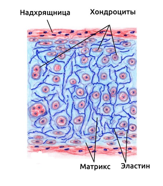 Строение хряща: надхрящница, хондроциты, матрикс, эластин