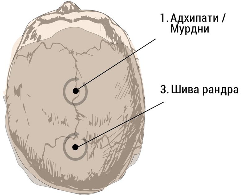 Расположение марм Адхипати и Шива рандра на черепе