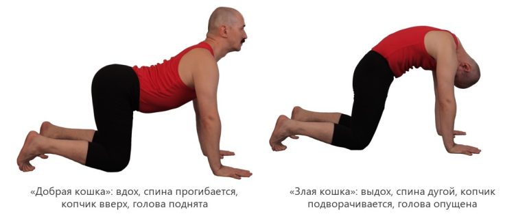 Упражнение кошка-корова