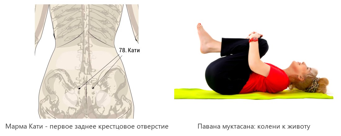 Схема мармы Кати на крестце и павана муктасана, колени к животу