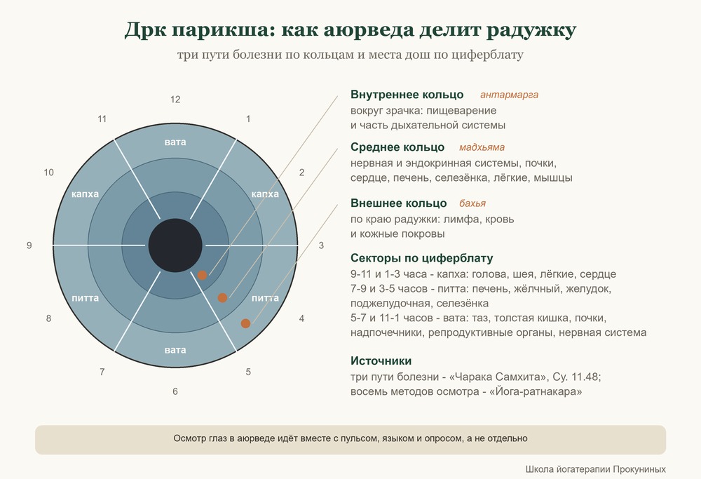 Схема: деление радужки в аюрведе - три кольца по путям болезни и секторы по местам дош