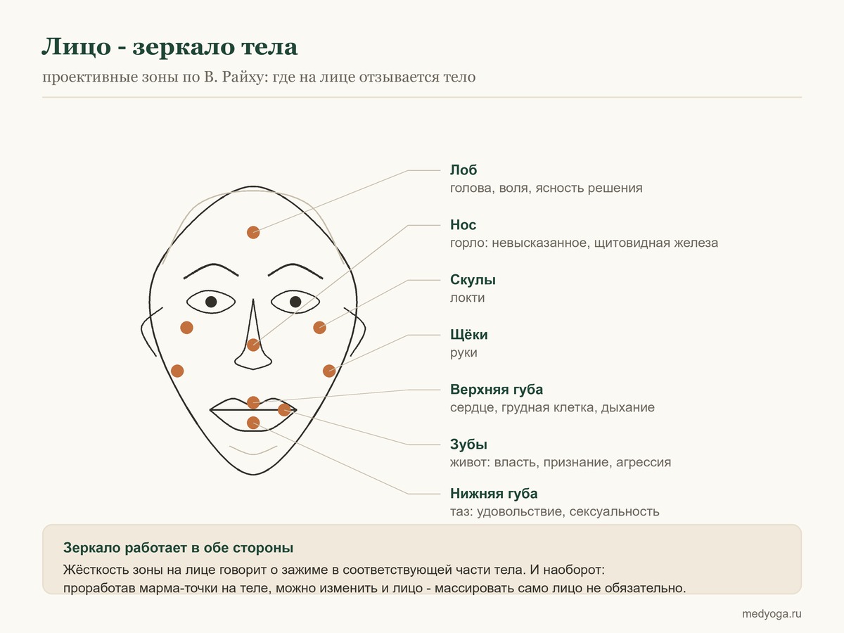 Проективные зоны лица по В. Райху: лоб, нос, скулы, щёки, губы и связанные с ними части тела