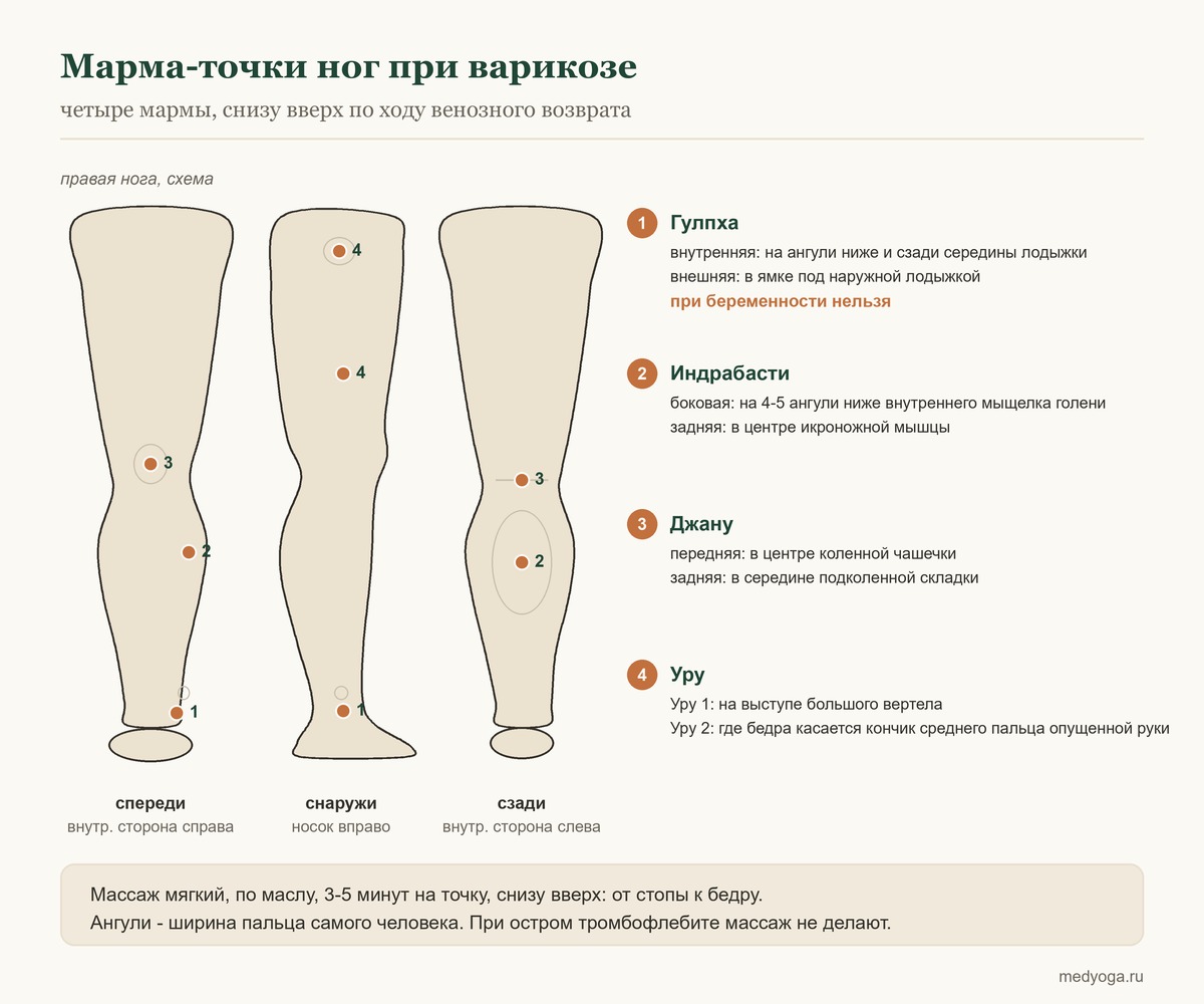 Схема: четыре марма-точки на ноге при варикозе - гулпха у лодыжки, индрабасти на голени, джану у колена, уру на бедре