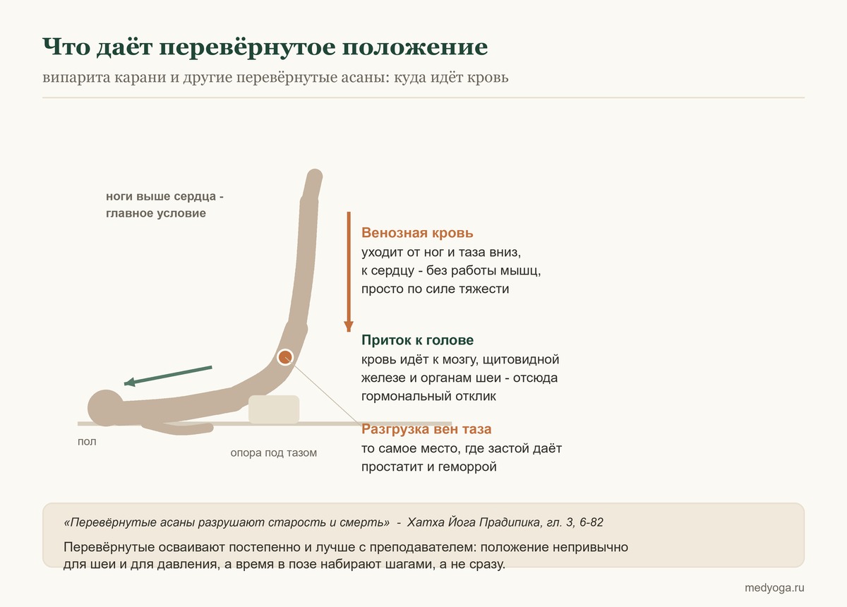 Перевёрнутое положение: венозная кровь уходит от ног и таза, приток идёт к голове и щитовидной железе