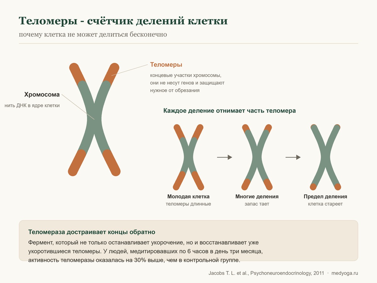 Теломеры - концевые участки хромосом, которые укорачиваются с каждым делением клетки