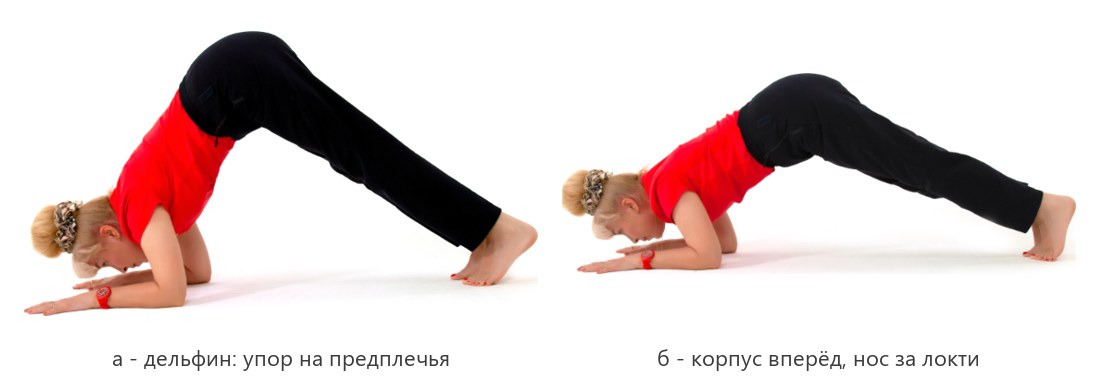 Поза дельфина - подготовка к стойке на голове