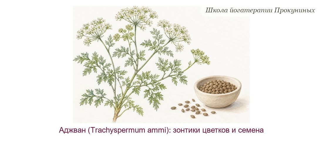 Аджван акварелью: тонкое растение с перистыми листьями и белыми зонтиками цветков, чаша мелких ребристых семян