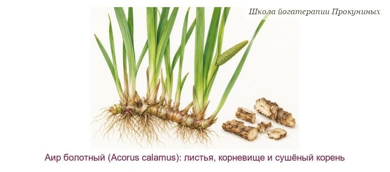 Корень аира (вача)