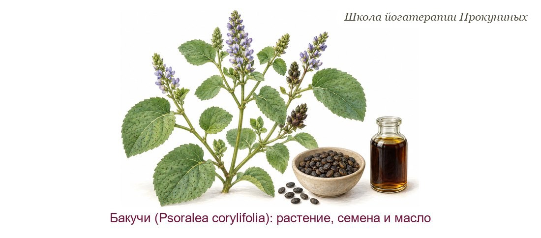 Бакучи акварелью: растение Psoralea corylifolia с округлыми листьями и сиреневыми соцветиями, миска тёмных семян и флакон масла