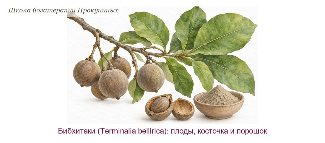 Бибхитаки акварелью: ветка с крупными листьями и круглыми серо-коричневыми плодами, разрезанный плод с косточкой и порошок