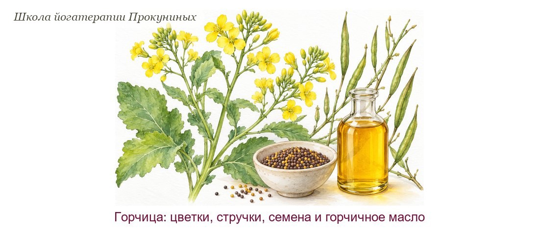 Горчица акварелью: стебли с жёлтыми цветками и стручками, чаша мелких семян и бутылочка янтарного горчичного масла