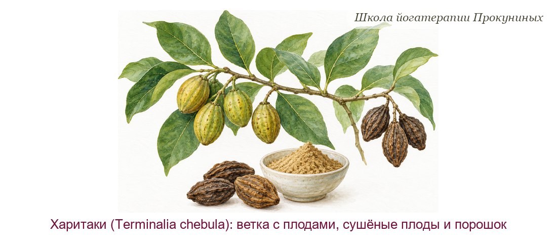 Харитаки акварелью: ветка с продолговатыми зелёными и жёлтыми плодами, сушёные бороздчатые плоды и порошок