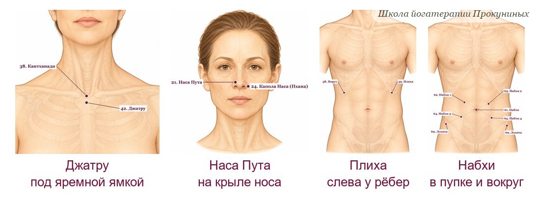 Марма-точки по атласу аюрведы для иммунитета: Джатру под яремной ямкой, Наса Пута на крыле носа, Плиха слева у рёбер, Набхи в пупке