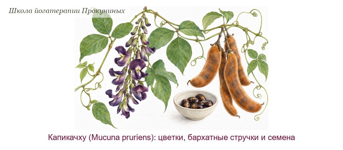 Капикачху акварелью: вьющаяся лиана с тройчатыми листьями, гроздь тёмно-фиолетовых цветков, бархатные рыжие стручки и пёстрые семена