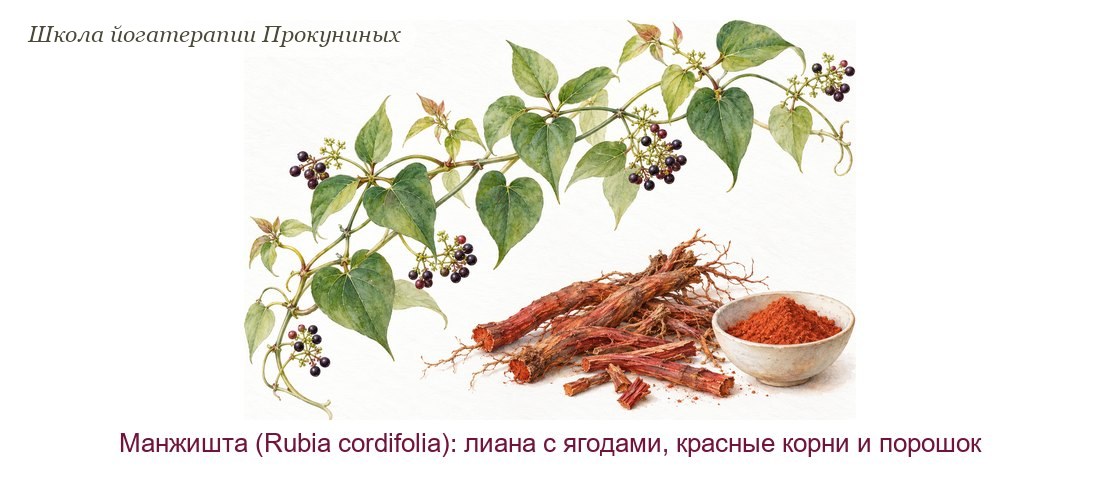 Манжишта акварелью: вьющаяся лиана с сердцевидными листьями и тёмными ягодами, красные корни и красный порошок