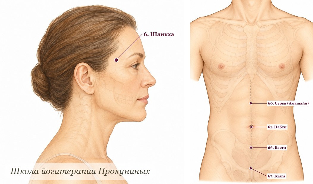 Мармы Шанкха на виске и Сурья (Амашайя) между пупком и мечевидным отростком на рисунках атласа марм школы