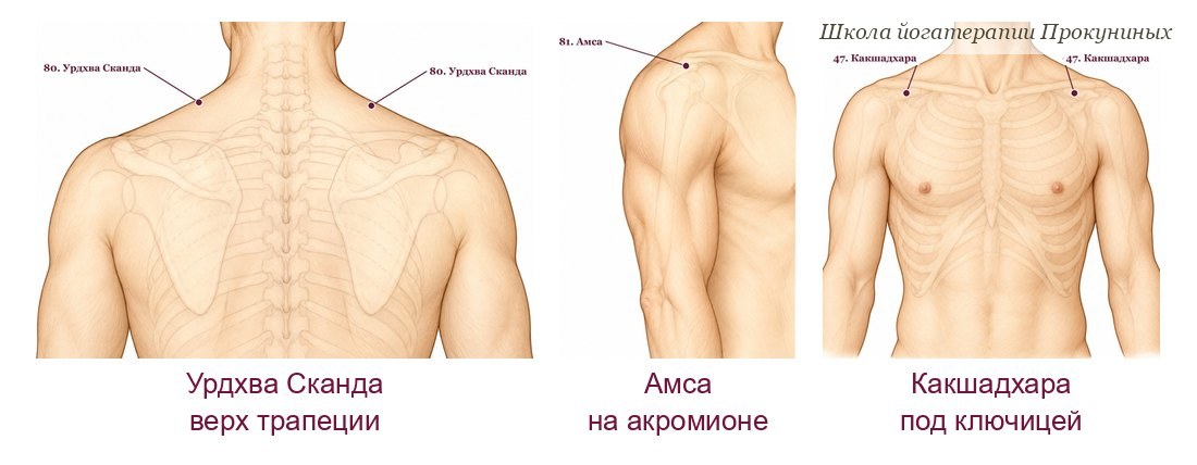 Мармы Урдхва Сканда на верхнем крае плеч, Амса на акромионе и Какшадхара под ключицей на рисунках атласа марм