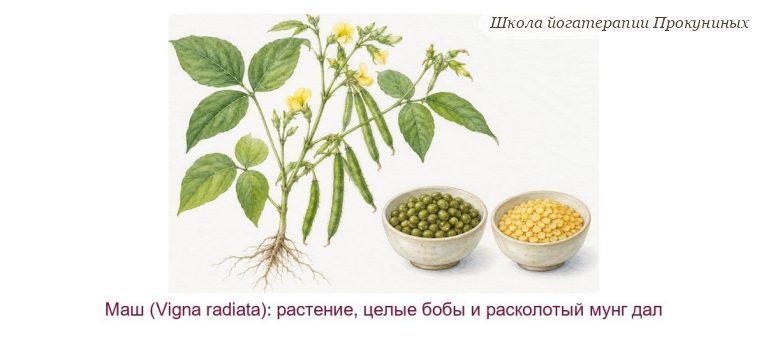 Маш