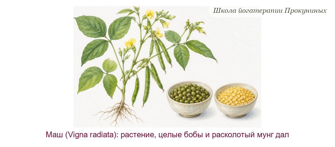 Маш акварелью: растение с тройчатыми листьями, жёлтыми цветками и стручками, чаша целых зелёных бобов и чаша жёлтого лущёного мунг дала