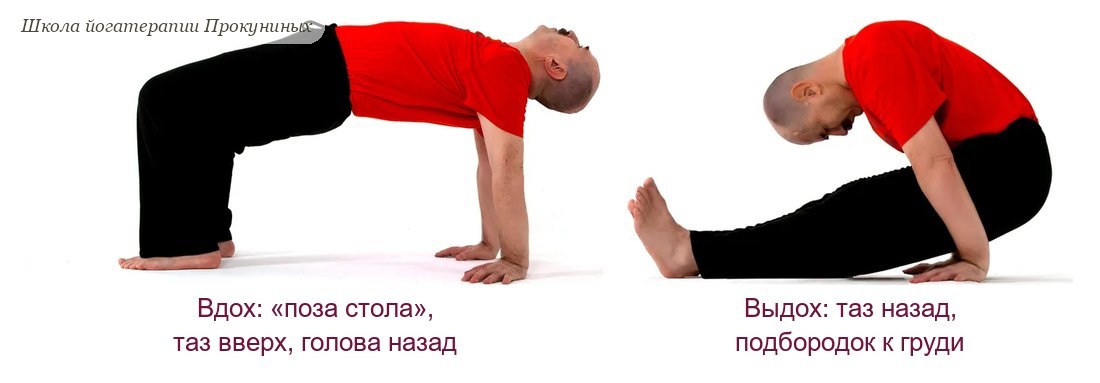 Динамика в пурвоттанасане: поза стола с тазом вверх и головой назад, затем таз назад между рук, подбородок к груди