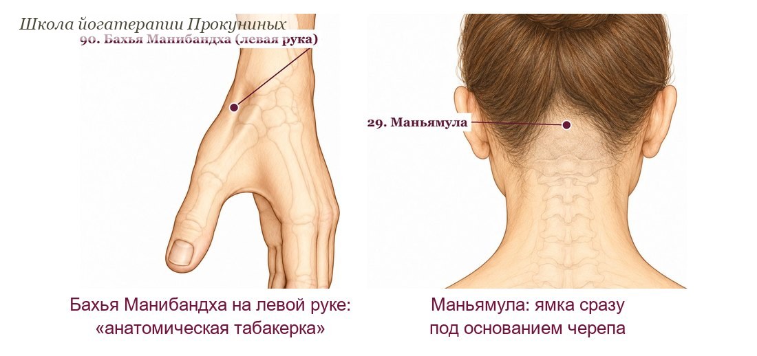 Две марма-точки по атласу аюрведы: Бахья Манибандха на тыльной стороне левого запястья у основания большого пальца и Маньямула в ямке под основанием черепа