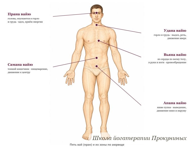 Прана и пять вай