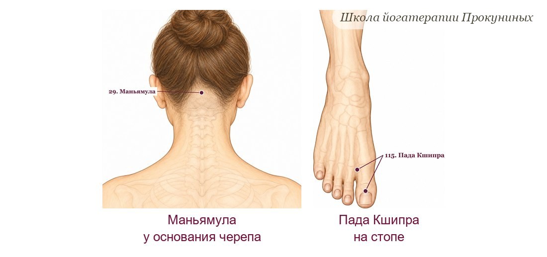Марма-точки Маньямула у основания черепа и Пада Кшипра на стопе на рисунках атласа