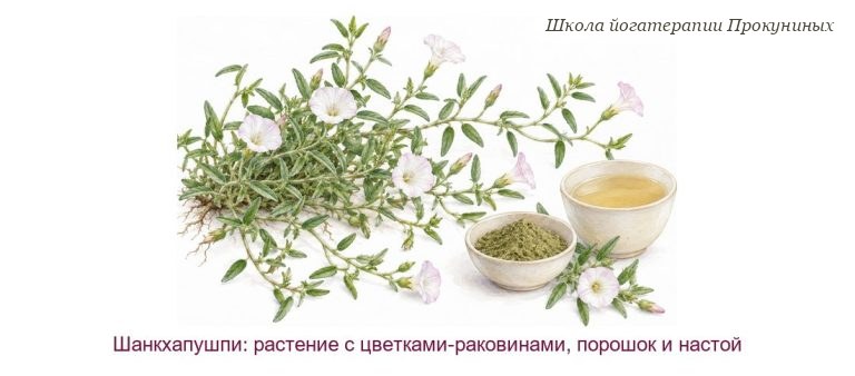 Шанкхапушпи