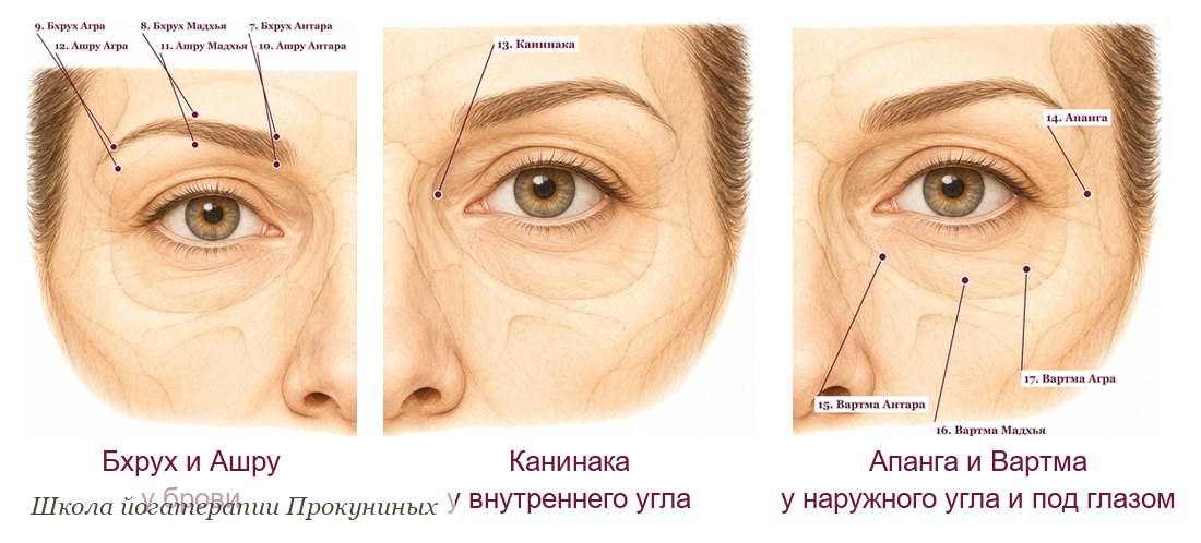 Марма-точки вокруг глаза на рисунках атласа: Бхрух и Ашру у брови, Канинака у внутреннего угла, Апанга у наружного угла и три Вартмы под глазом