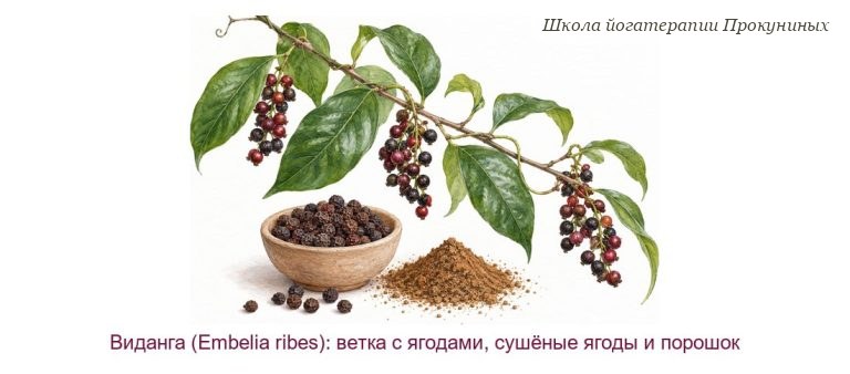 Виданга