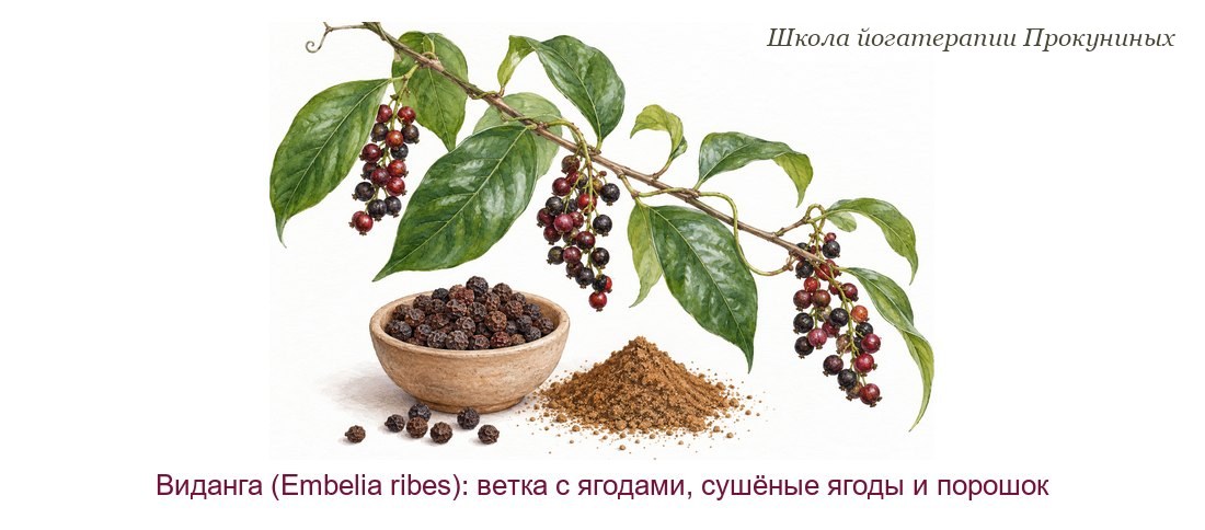 Виданга акварелью: ветка Embelia ribes с гроздьями тёмно-красных ягод, миска сушёных ягод и горка порошка